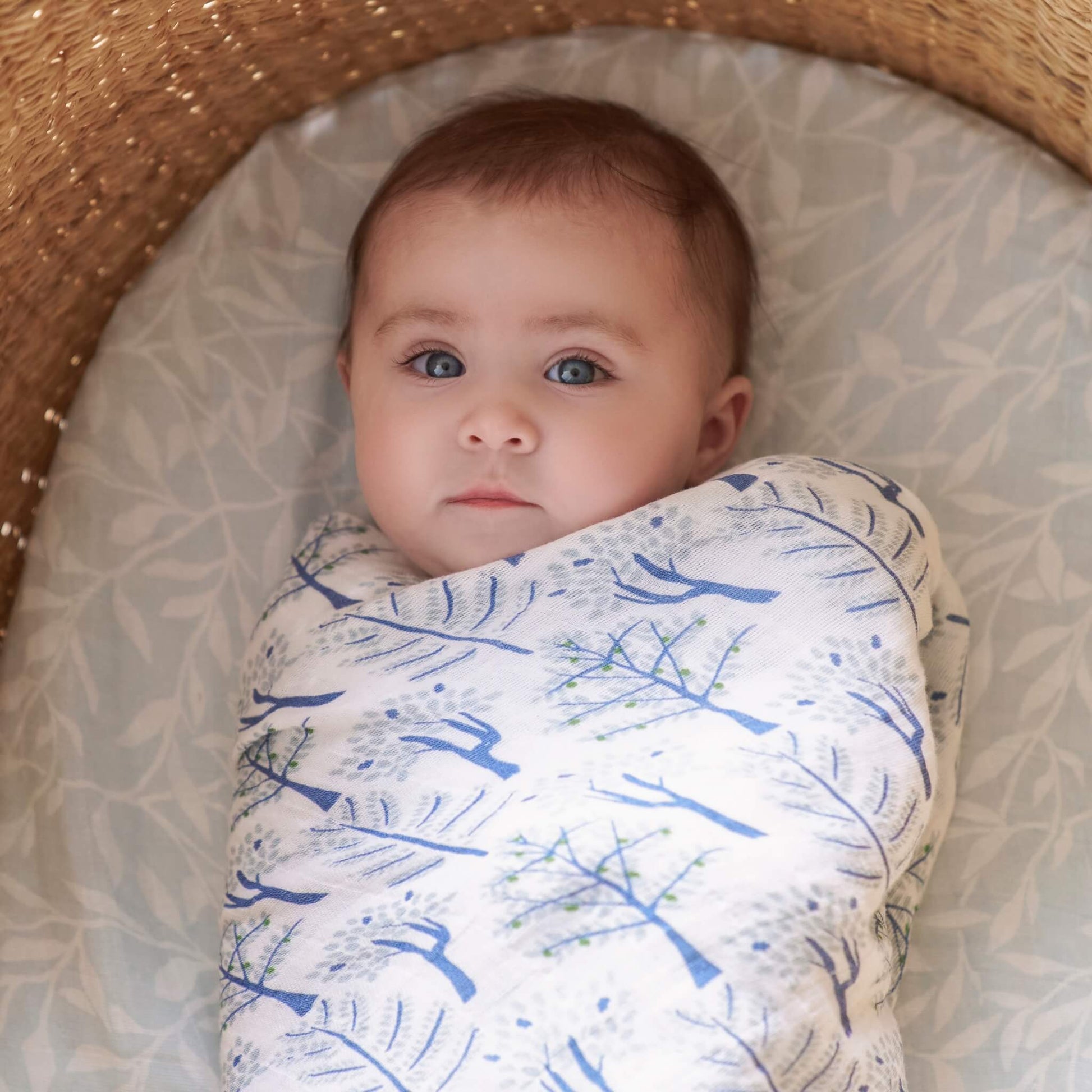 Baby wrapped in aden + anais organic swaddle featuring blue tree print from the Outdoors collection.